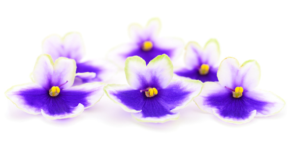 Viola pansy violet flower pattern. Beautiful spring flowers set isolated on white background. Creative layout. Design element. Springtime and easter concept. Top view, flat lay