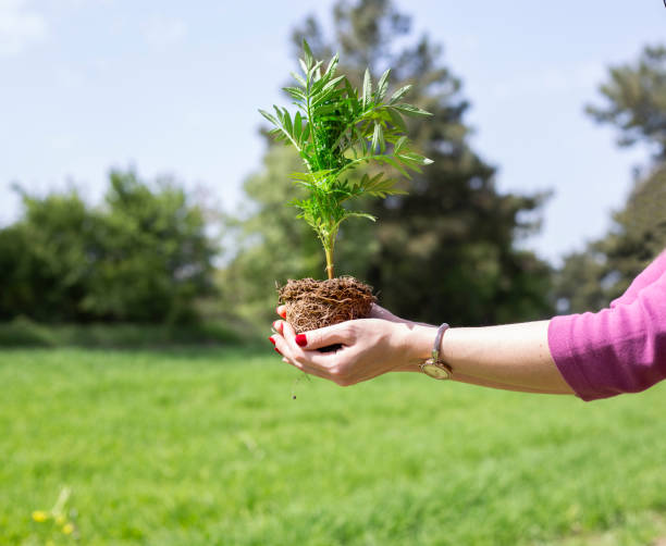 istock She is making beauty her garden. She is planting. 1149763110