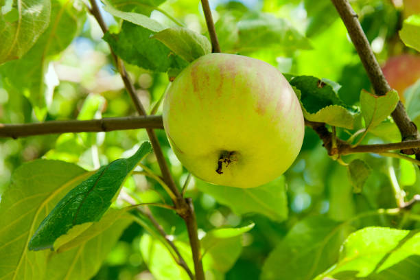 istock Shiny delicious apples hanging from a tree branch in an apple orchard. 1149763407
