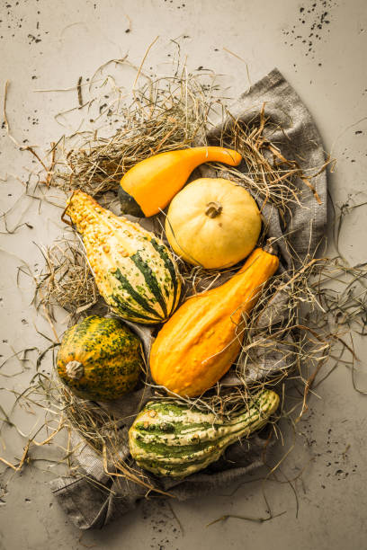 istock Different kinds of small colorful decorative pumpkins 1149763445