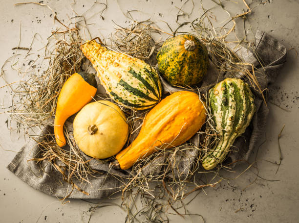 istock Different kinds of small colorful decorative pumpkins 1149763451