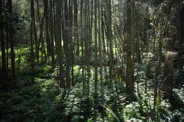 istock Morning sunshine through trees in a woodland environment 1149765490