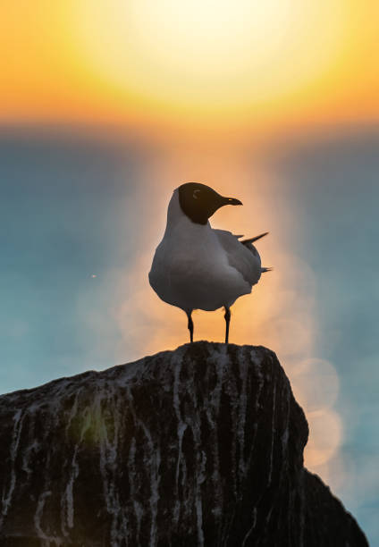 la silueta de una gaviota en la piedra. - common black headed gull fotografías e imágenes de stock