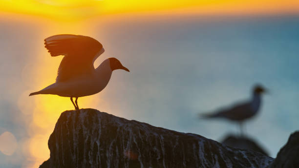 la silueta de una gaviota en la piedra. - common black headed gull fotografías e imágenes de stock