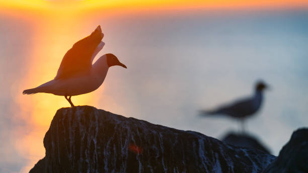 la silueta de una gaviota en la piedra. - common black headed gull fotografías e imágenes de stock