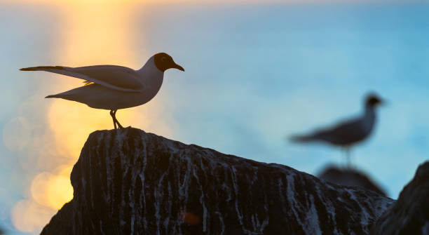 la silueta de una gaviota en la piedra. - common black headed gull fotografías e imágenes de stock