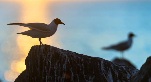 la sagoma di un gabbiano sulla pietra. - common black headed gull foto e immagini stock