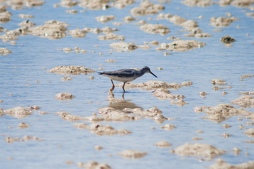 Lone shore bird foraging by the shore.