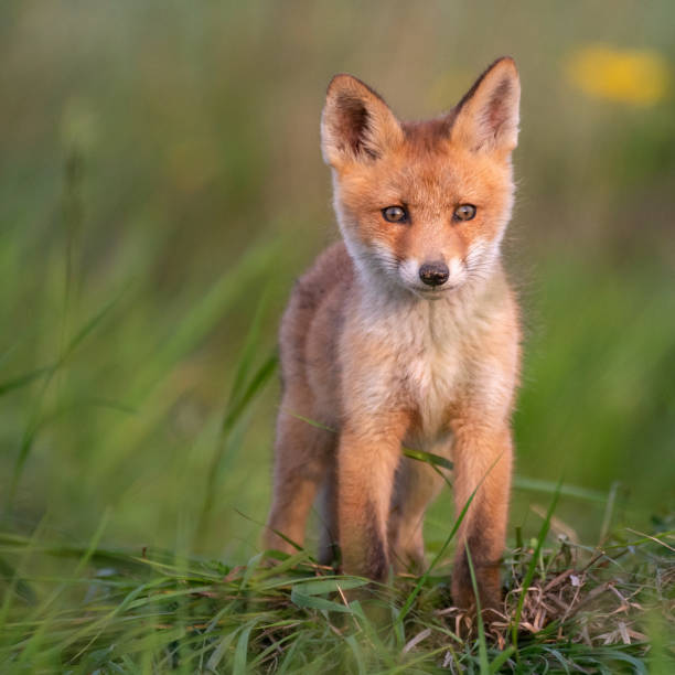 istock Baby Fox. Young red Fox in grass near his hole 1149768049
