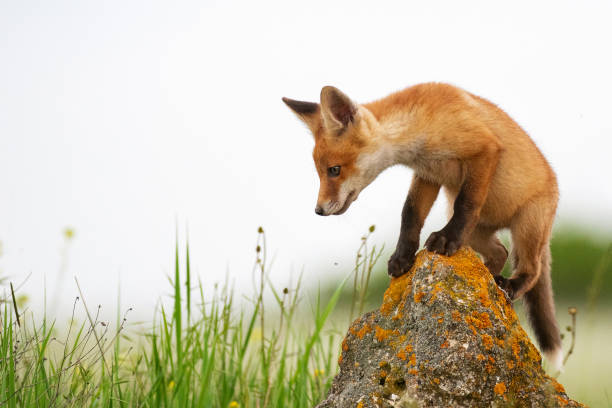 istock Baby Fox. Young red Fox on the stone near his hole 1149768065