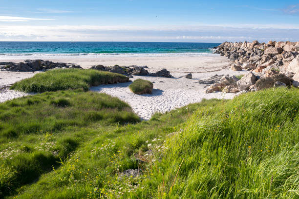 sheep on tropical beach at Andenes in norway stock photo