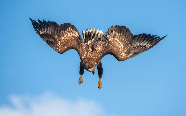 Juvenile White-tailed eagle in flight dive. Juvenile White-tailed eagle in flight dive. Blue sky background.  Scientific name: Haliaeetus albicilla, also known as the ern, erne, gray eagle, Eurasian sea eagle and white-tailed sea-eagle. lough erne photos stock pictures, royalty-free photos & images