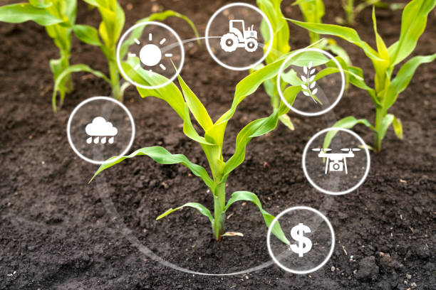 istock Growing corn seedling in cultivated field with modern technology concept. 1149771173