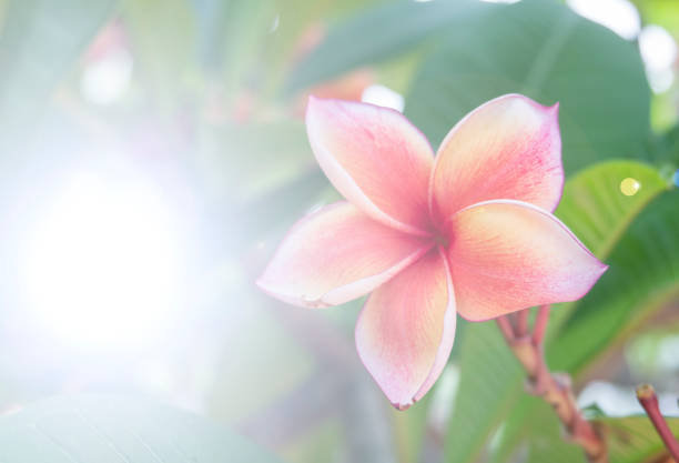 Close-up still life of a tropical red ginger flower