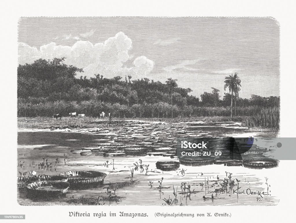 Victoria amazonica, Amazon River, Brazil, wood engraving, published in 1897 Victoria Regia (Victoria amazonica) in the Amazon River, Brazil. Wood engraving after a drawing by Karl Oenike (German painter, 1862 - 1924), published in 1897. Amazon Region stock illustration