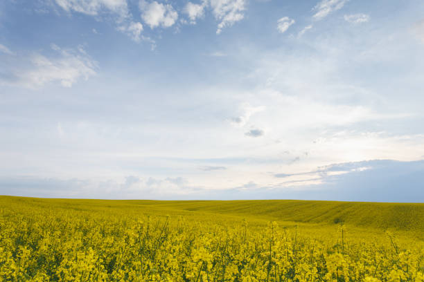 istock Scenic rural landscape with blooming rapeseed field 1149780783