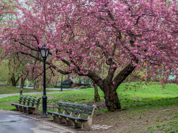 istock Central Park, New York City in spring 1149782611