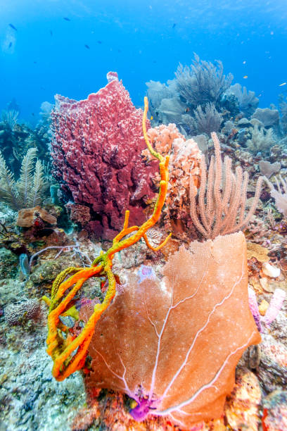 istock Coral reef with barrel sponge 1149782747