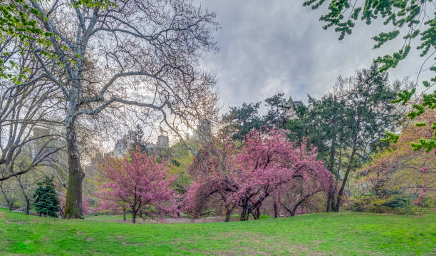 istock Central Park, New York City in spring 1149782767