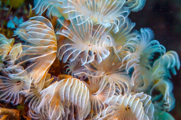 istock ispira brunnea, social feather duster 1149782938