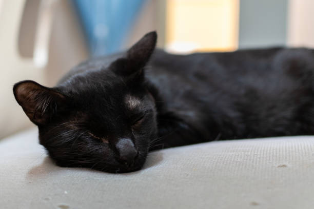 Photo of the black cat is sleeping on the pad
