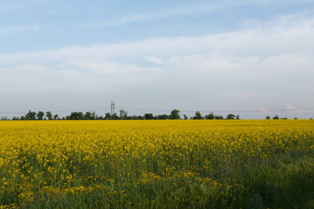 istock Rapeseed field near the power line at sunset 1149783220