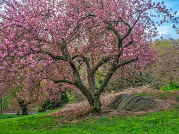 istock Central Park, New York City in spring 1149783559