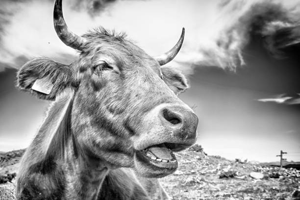 istock Cow close-up in black and white 1149784249