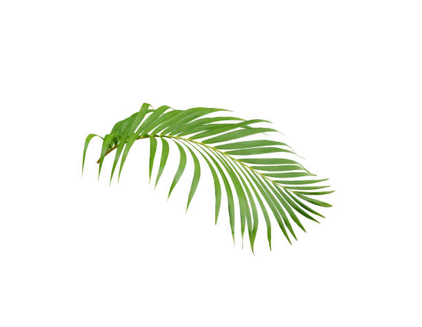 istock tropical green palm leaf tree isolated on white background 1149785240