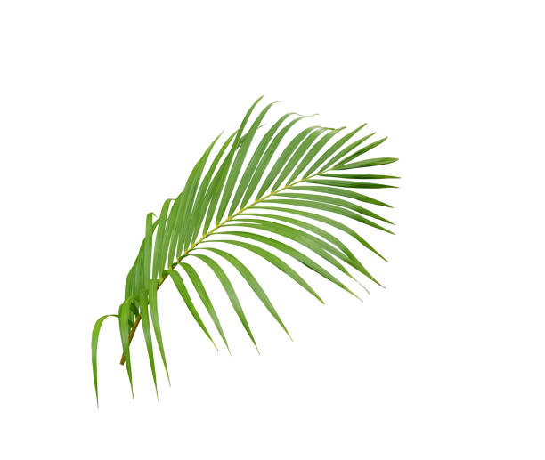 istock tropical green palm leaf tree isolated on white background 1149785245