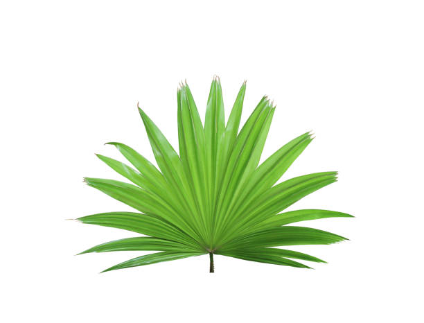 tropical green chinese windmill palm leaf tree isolated on white background