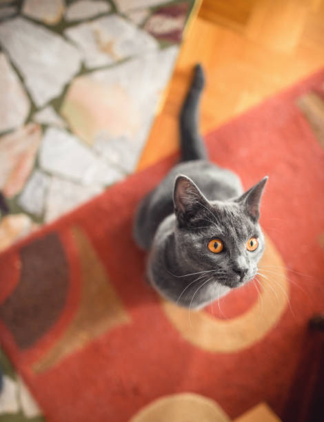 istock Chartreux Cat Sitting On The Carpet 1149786102