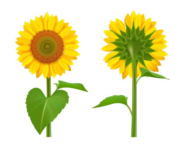 Sunflowers realistic. Summer botanical floral collection of sunflowers yellow bouquet seeds vector pictures Sunflowers realistic. Summer botanical floral collection of sunflowers yellow bouquet seeds vector pictures. Illustration of sunflower blossom, summer flower summer collection stock illustrations