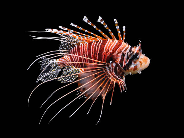 Beautiful swimming Lionfish isolated on black background.