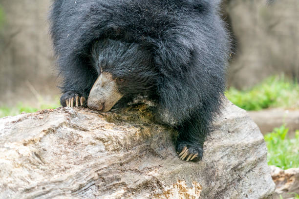 istock sloth bear digging in wood tree for food 1149788701