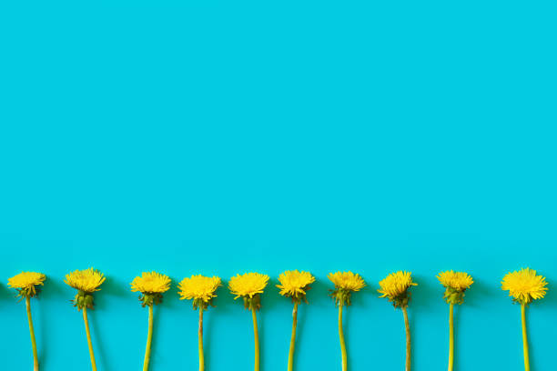 istock Ten beautiful yellow dandelions in a row on a blue plain background. 1149792817