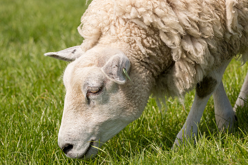 Portrait of a sheep with wool coat grazing in The Netherlands.