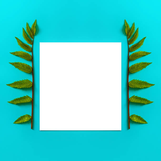 istock Bright green fern leaves and a square blank white frame on a uniform blue background. 1149795601