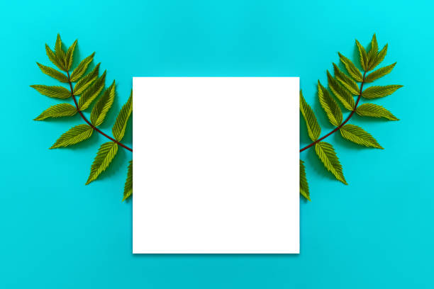 istock Bright green fern leaves and a square blank white frame on a uniform blue background. 1149798814