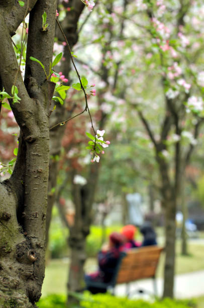 istock Chinese flowering crabapple 1149798999