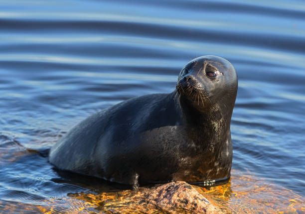 istock The Ladoga ringed seal (Pusa hispida ladogensis). 1149801312