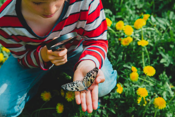 istock boy looking at butterfy, kids learning nature 1149801635