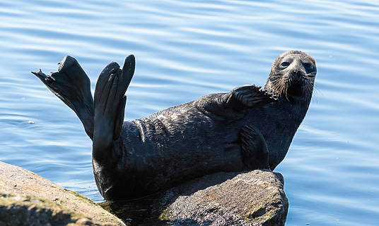 The Ladoga ringed seal resting on a stone. Scientific name: Pusa hispida ladogensis. The Ladoga seal in a natural habitat. Ladoga Lake. Russia