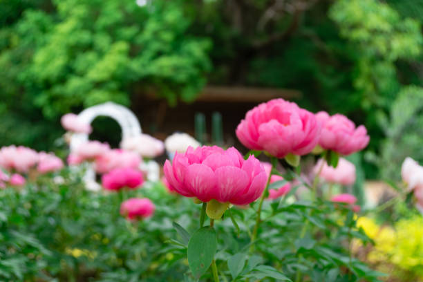istock Peony flower blooming in Japanese garden 1149808549