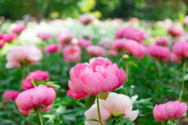 日本庭園の牡丹咲く花 - ボタン ストックフォトと画像