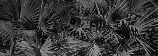 istock thick palm foliage, night time, vegetative background 1149808998