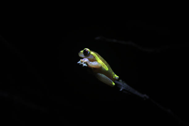 Dendropsophus bifurcus or upper amazon tree frog, a fluoriscent yellow frog sitting on a branch in the night