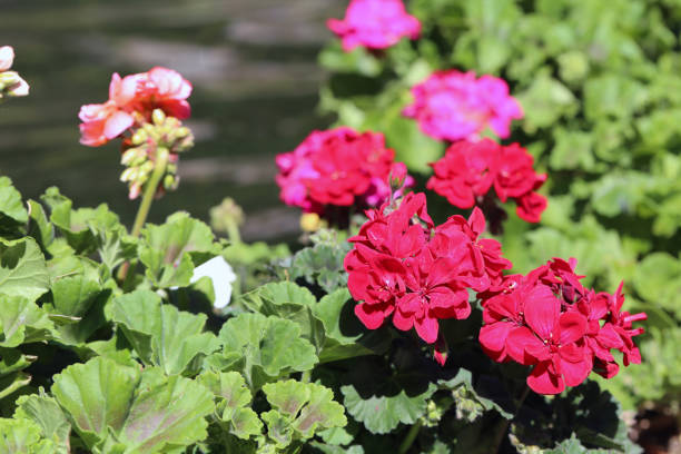 istock Multiple Blooming Pink Flowers with Green Leaves 1149811714