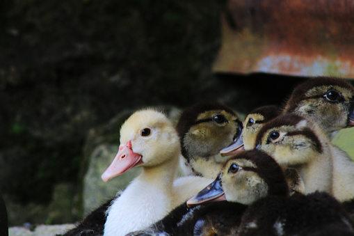 The heads of a group of cute littel ducks, one with a white color the rest has a natural coloration