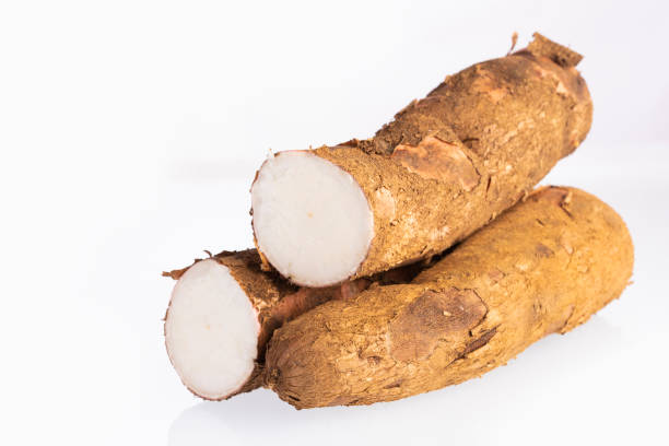 istock Cassava raw tuber - Manihot esculenta 1149812317